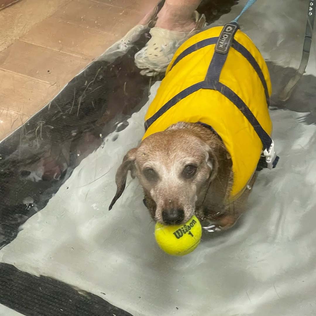 short chubby dog walking on the water treadmill
