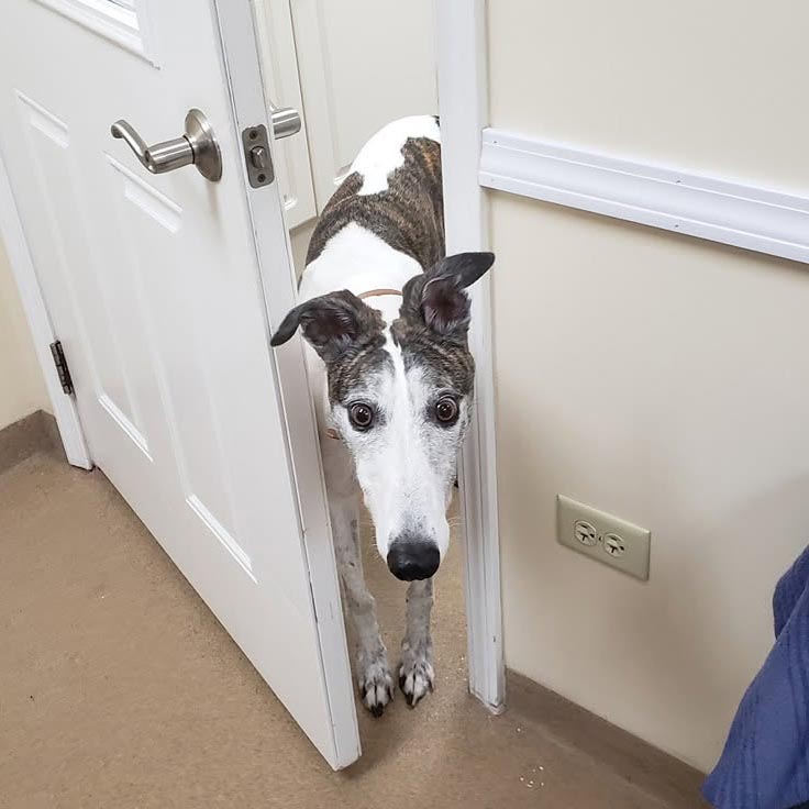 Curious dog poking its head through the door