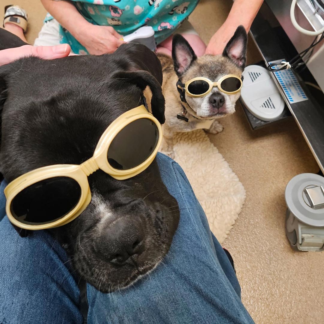two dogs wearing laser therapy goggles