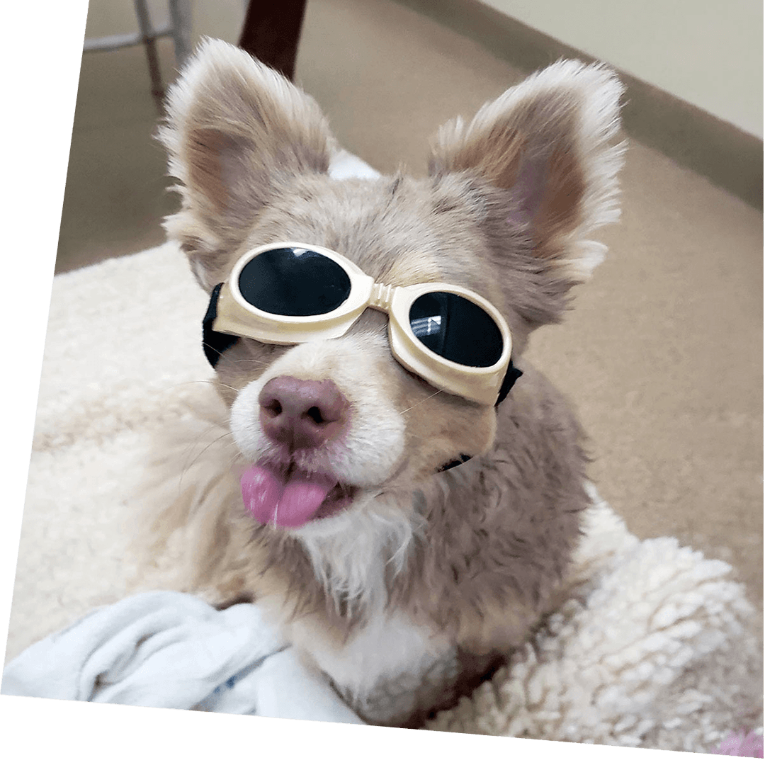 dog making a silly face while wearing laser therapy goggles