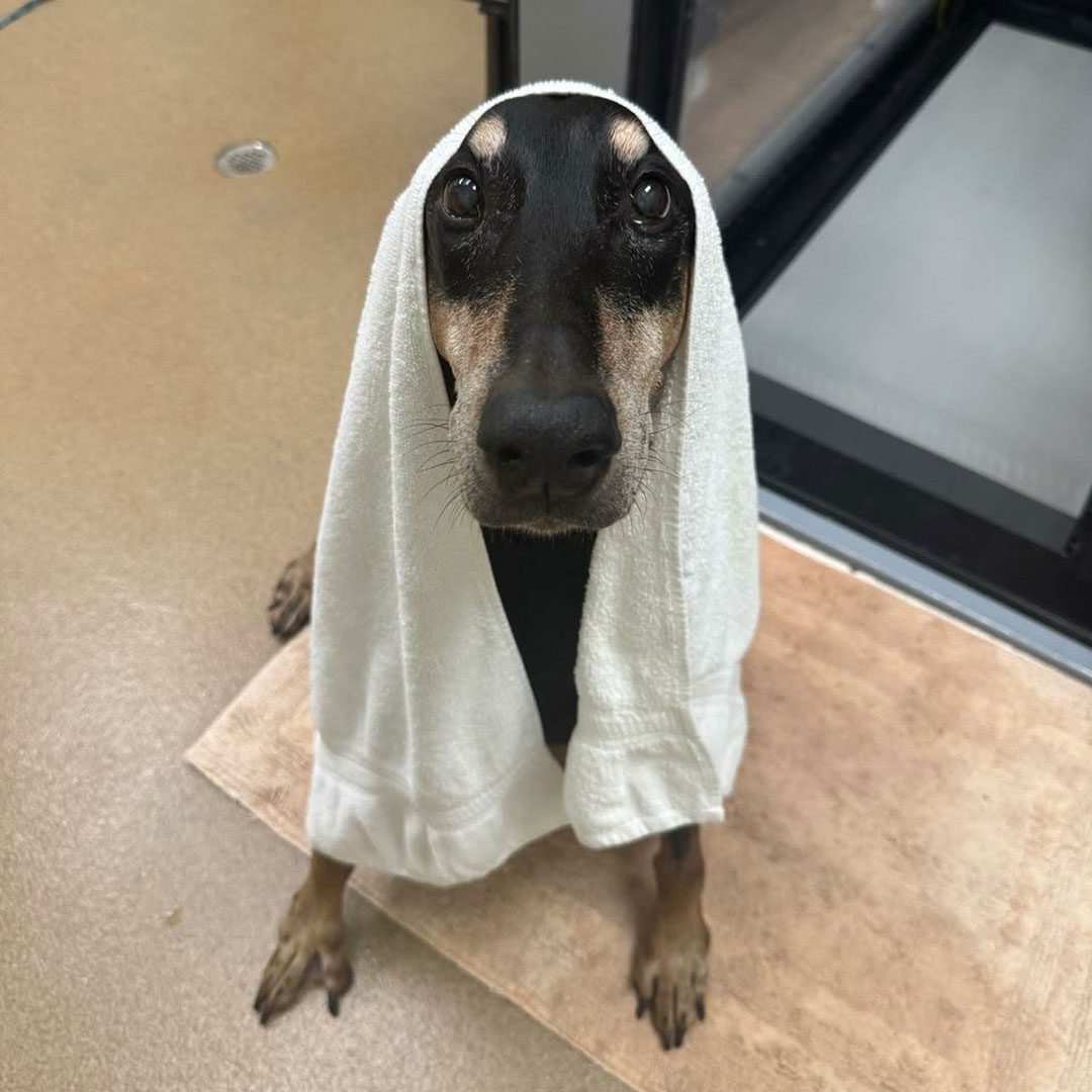 black and brown dog with a towel on its head after hydrotherapy