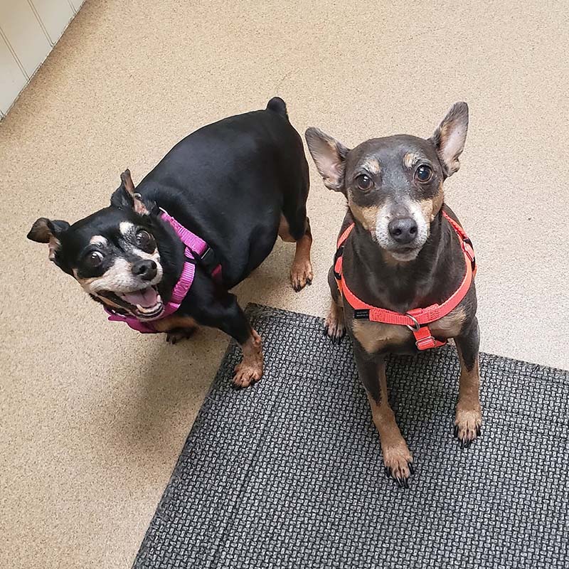 two small happy dogs staring up at the camera
