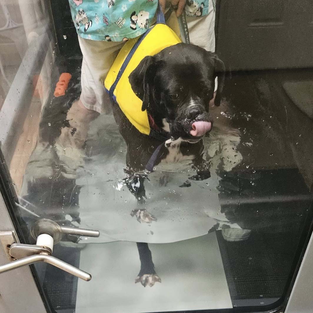 dog being guided on the water treadmill