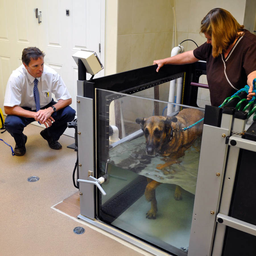 veterinarian watching as a dog undergoes underwater treadmill therapy