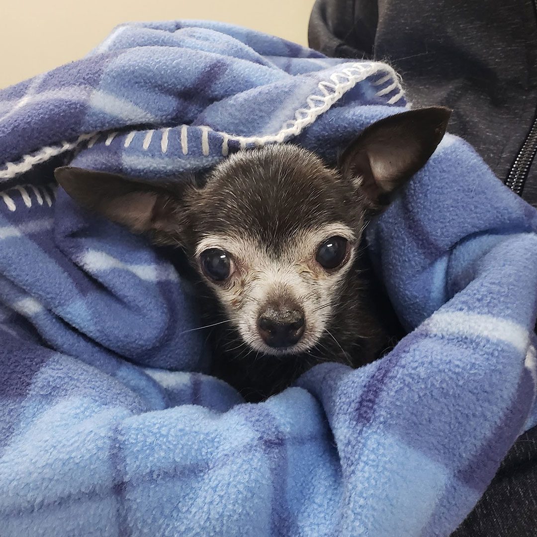 senior black chihuahua wrapped in blue plaid blanket