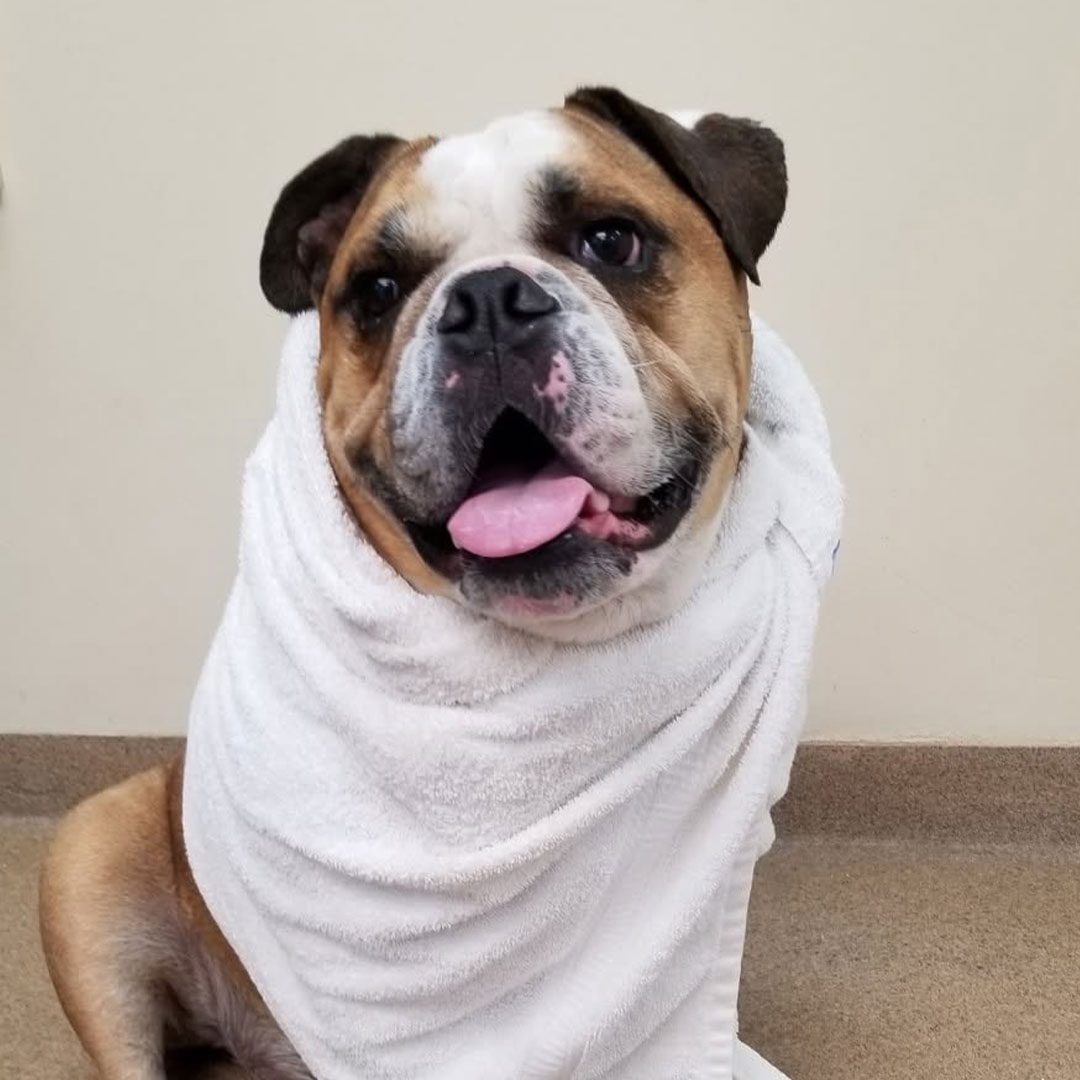 happy english bulldog wrapped in white towel