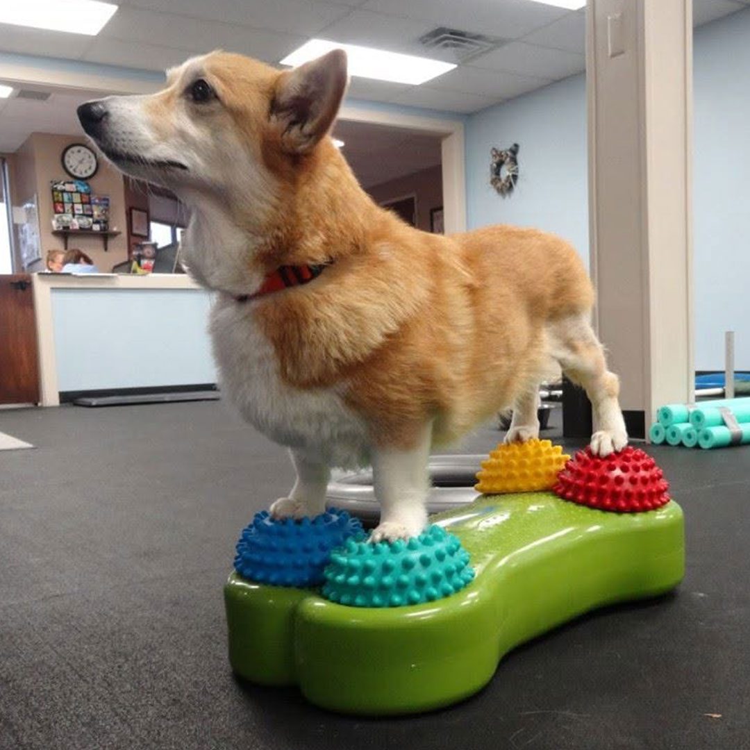 welsh pembroke corgi balancing on green dog bone-shaped balancing board