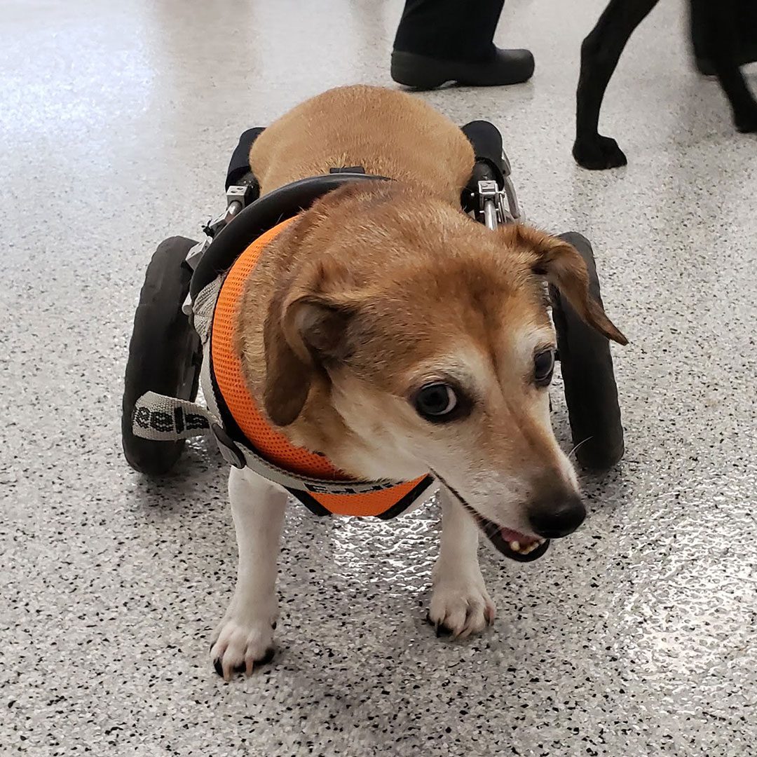 small dog using wheelchair for mobility