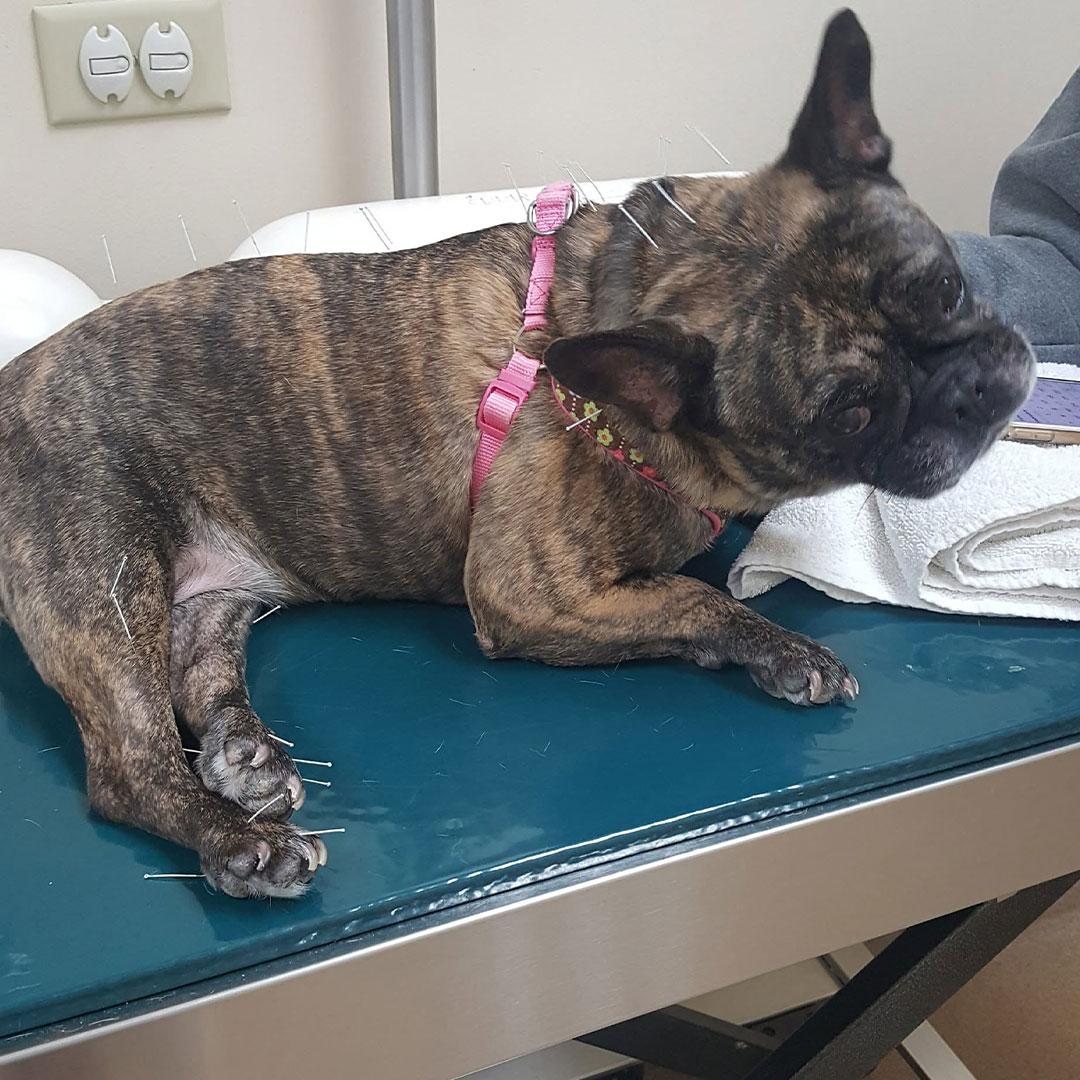 brown french bulldog sitting on exam table receiving acupuncture therapy