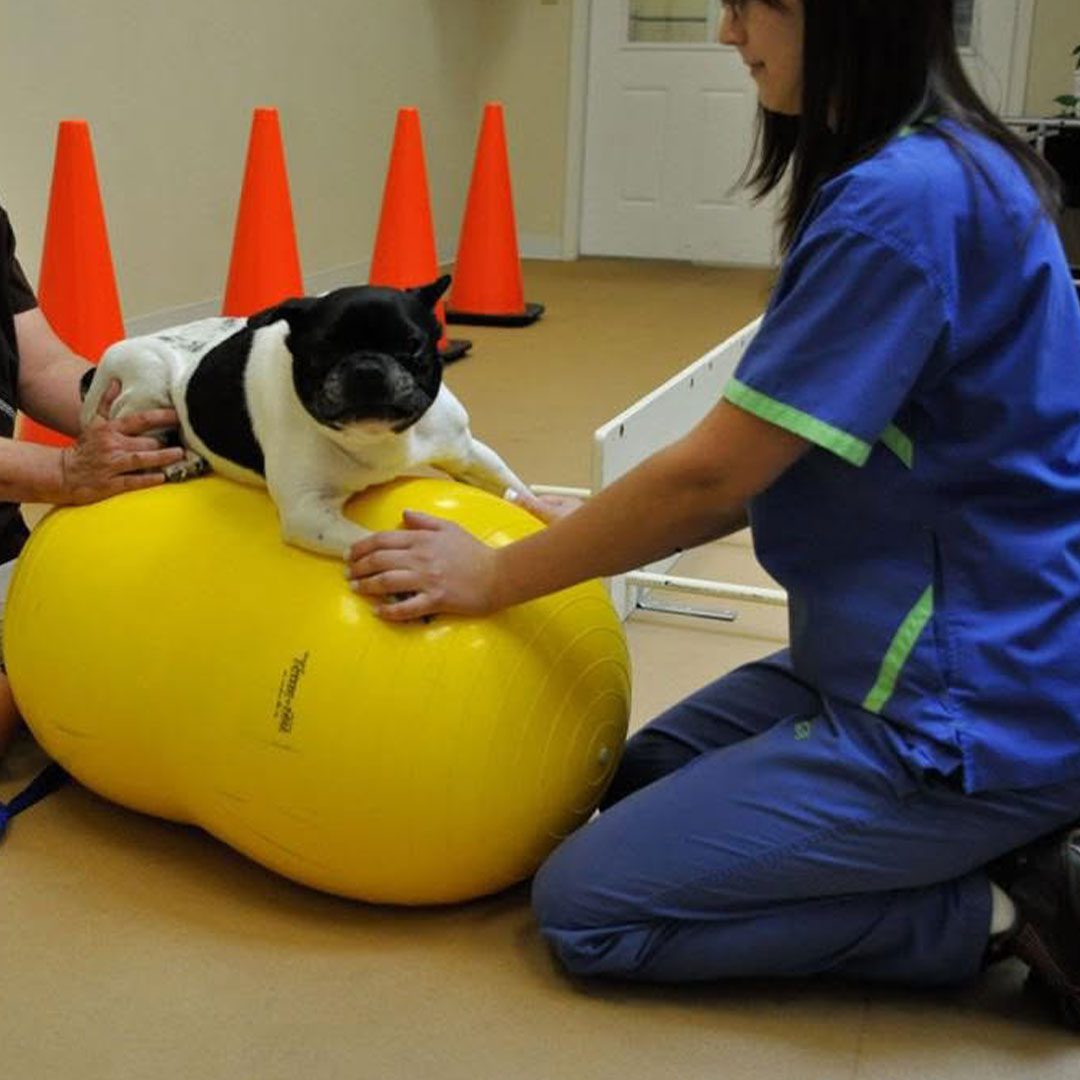black and white french bulldog terrier balancing on yellow balance ball with assistance from two people
