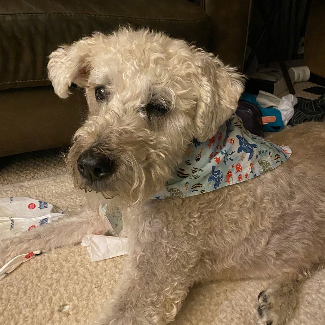 goldendoodle sitting at home wearing light-blue bandana with ocean creature pattern