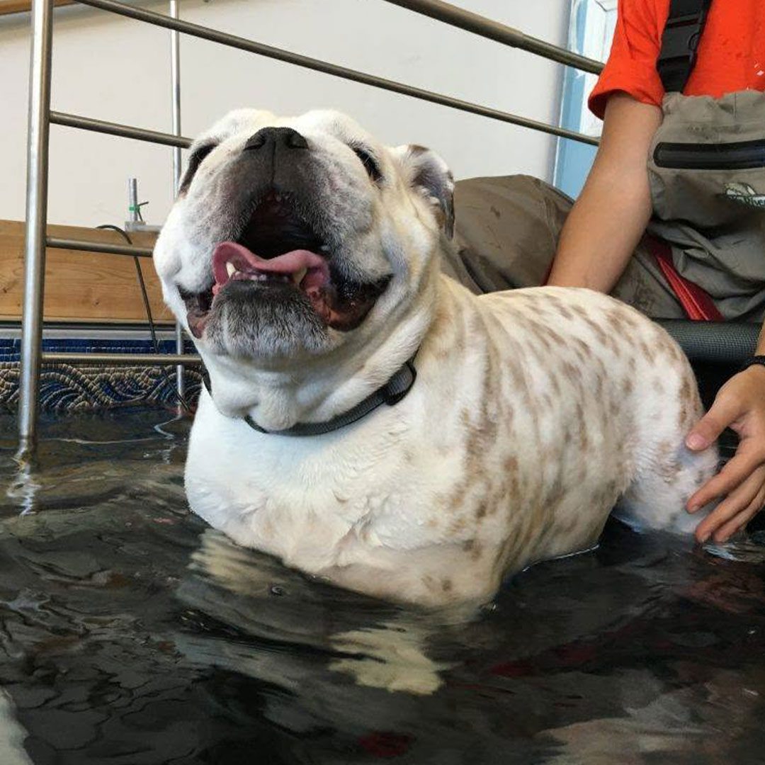 happy white bulldog during underwater treadmill therapy