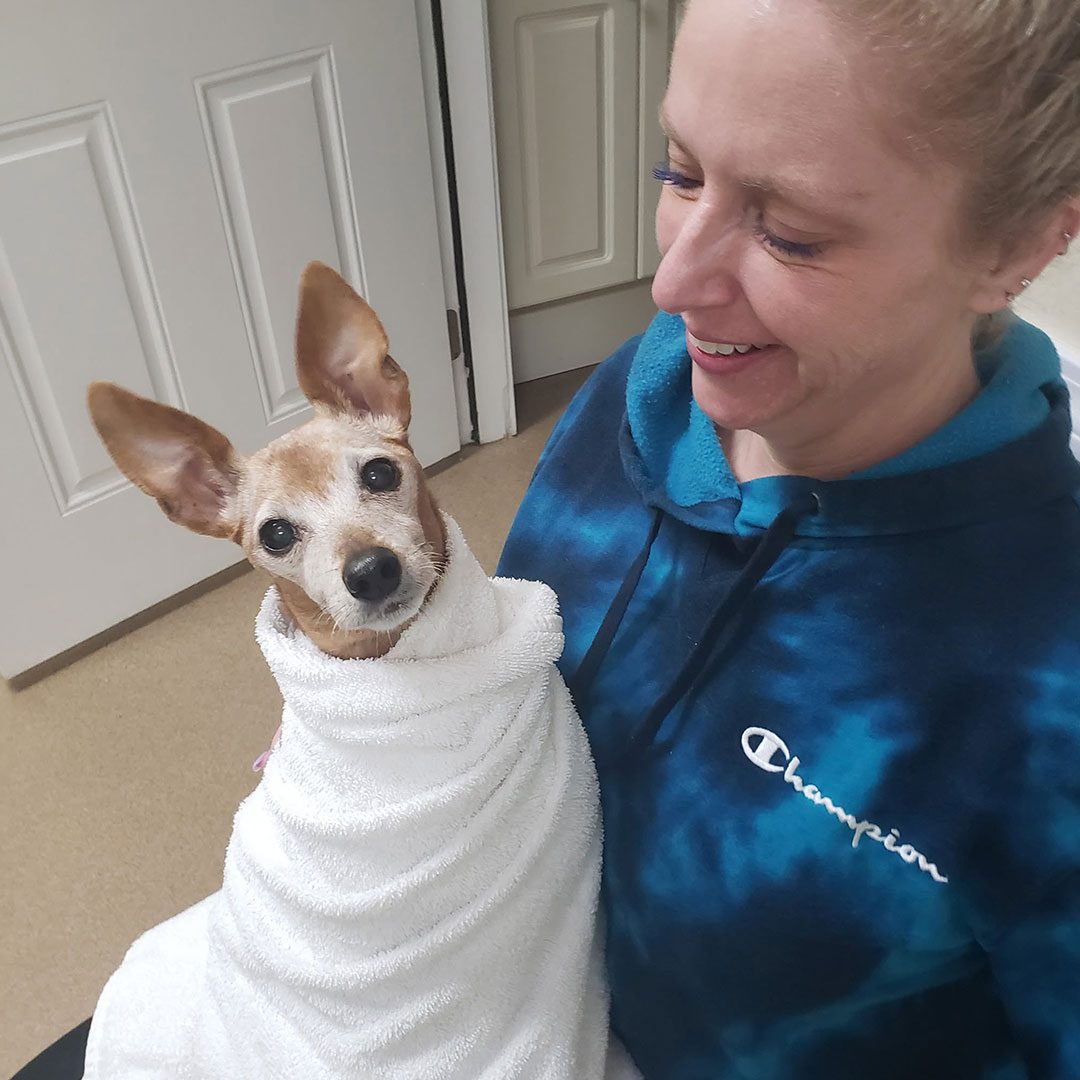 female smiling while holding small chihuahua wrapped in white towel