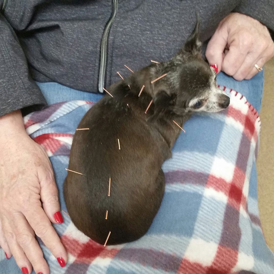 small black chihuahua sitting in owner's lap while receiving acupuncture therapy treatment