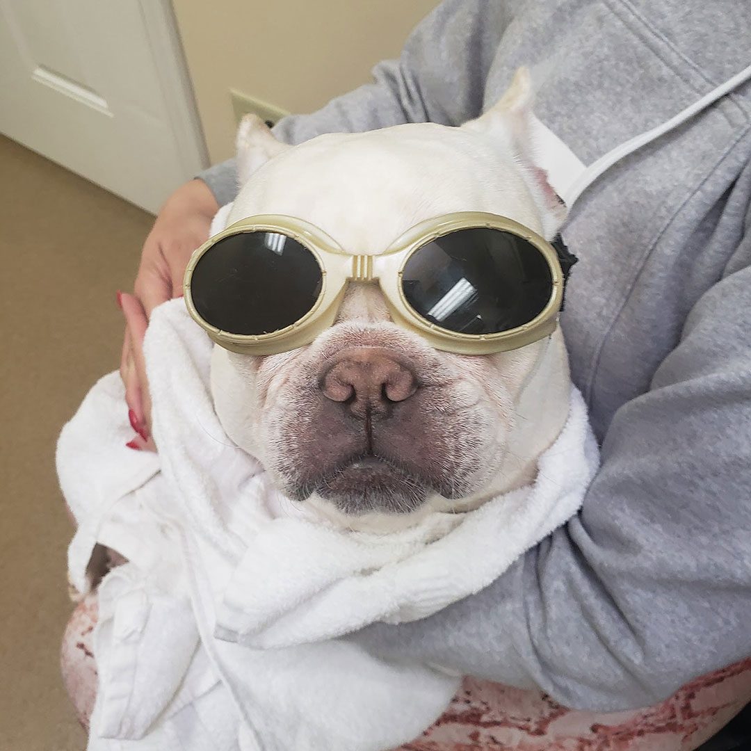 white dog wearing goggles with dark lenses for laser therapy treatment