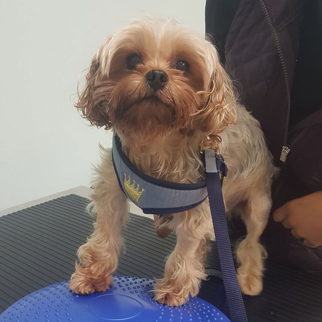 yorkshire terrier balancing on blue plastic balance ball board
