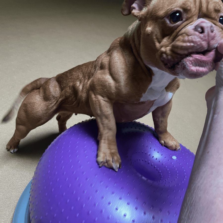 dog standing on purple physioball getting a treat